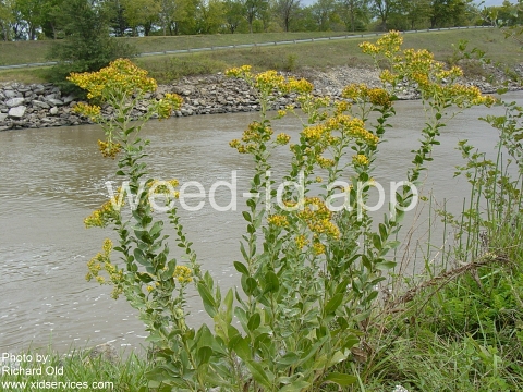goldenrod, rigid
